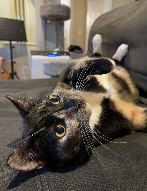calico.jpg