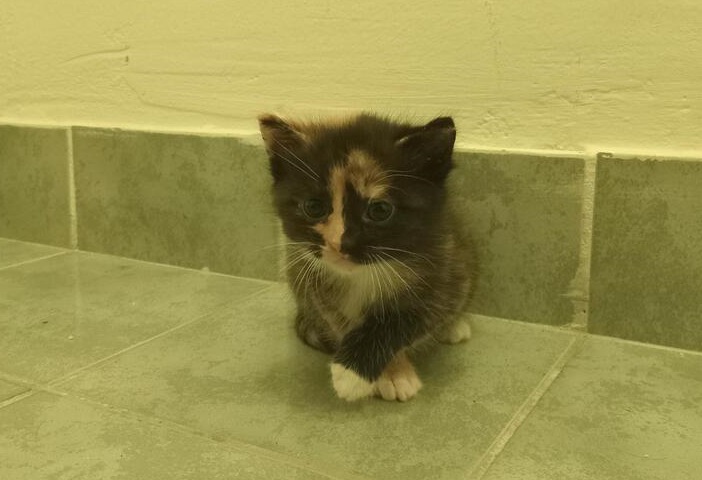 calico kitten.jpg