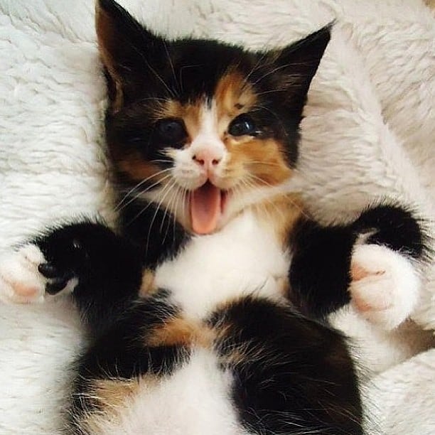 calico kttn.jpg