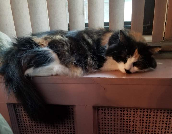 calico nap.jpg
