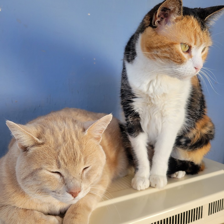 calico other cat.jpg