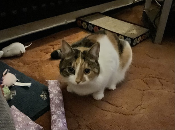 calico rug.jpg