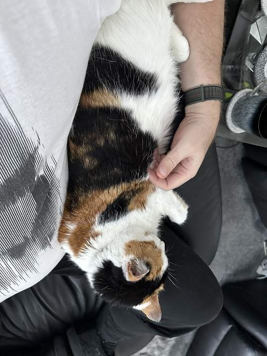 calico scritch.jpg