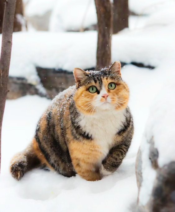 calico snow.jpg