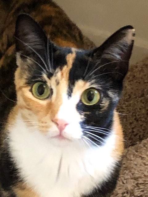 calico stare.jpg