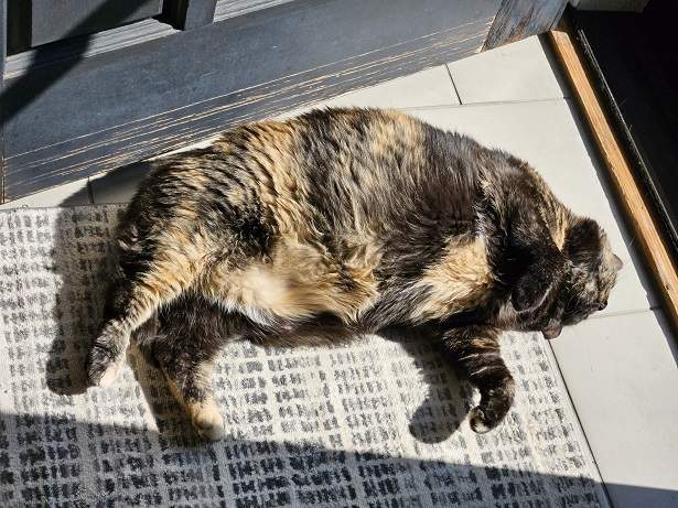 calico sun.jpg