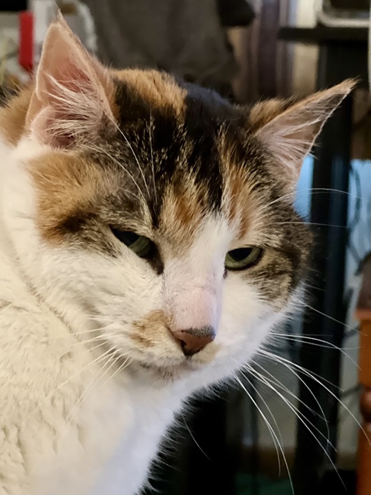 calico v close.jpg