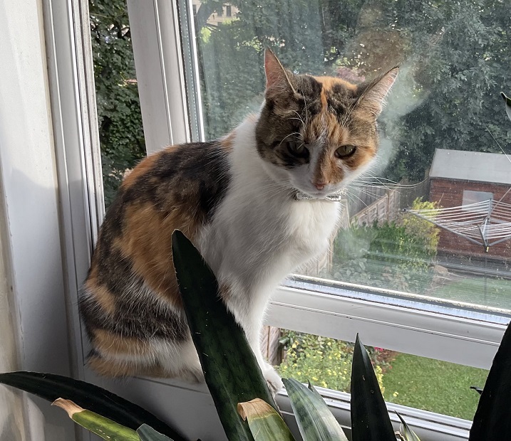 calico window.jpg