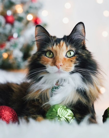 calico xmas.jpg