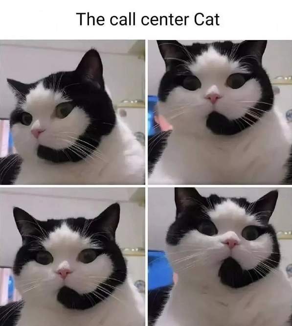 call center cat.jpg