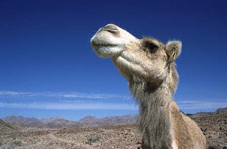 camel.jpg