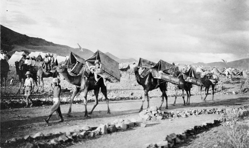 camel_first_aid.jpg