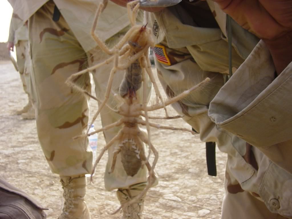 camel_spider.jpg