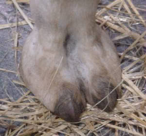 cameltoe.jpg