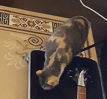 Camo Cat.jpg