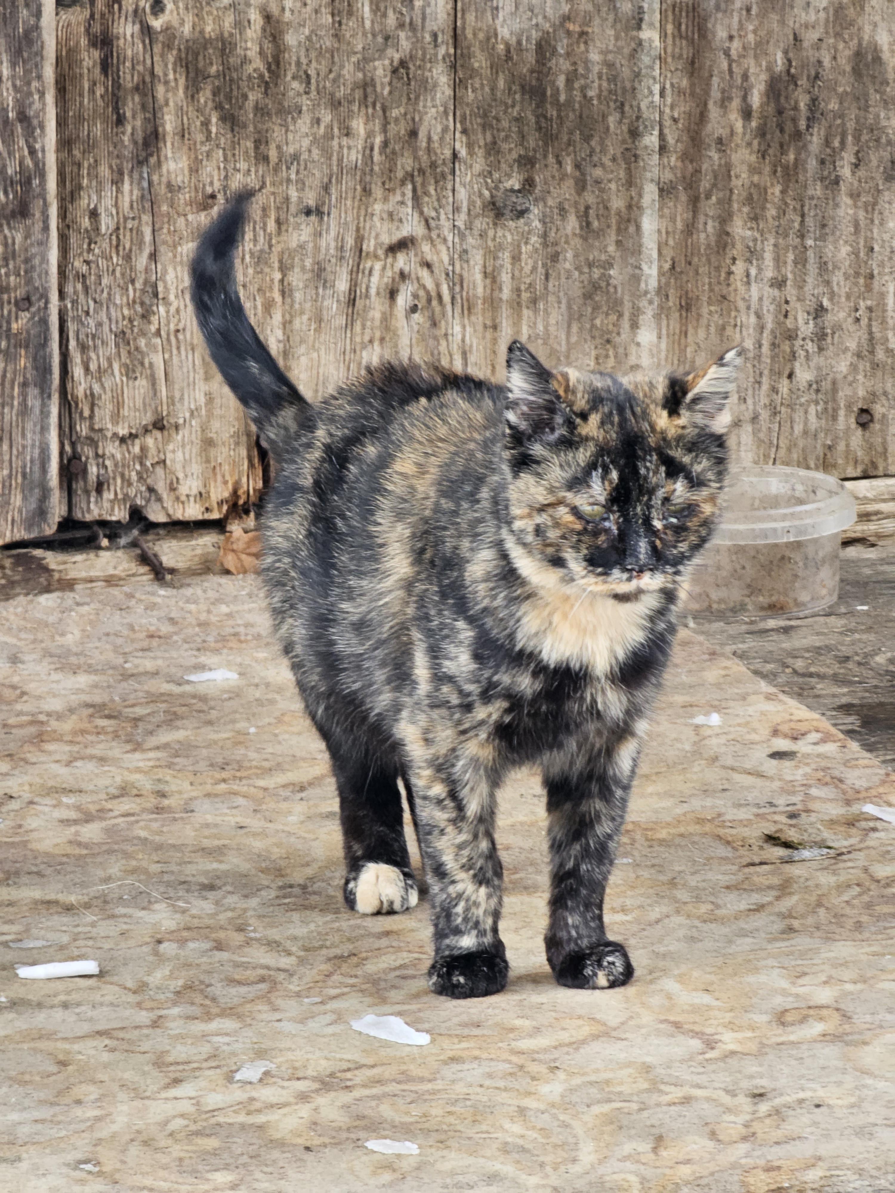 camouflage cat.jpg