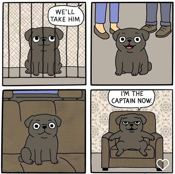 capt dog.jpg