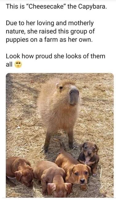 capybara pups.jpg