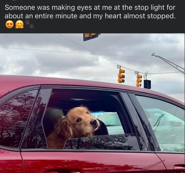 car dog.jpg