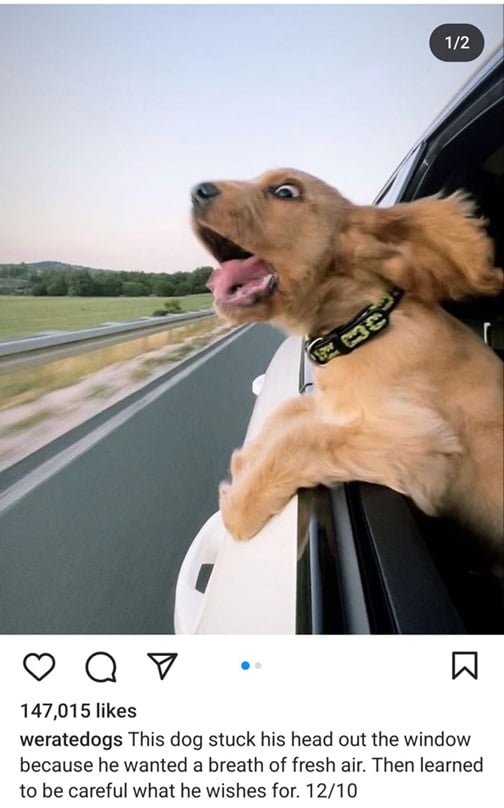 car dog.jpg