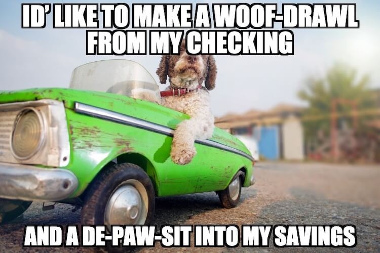 Car-Dog-Meme.jpg