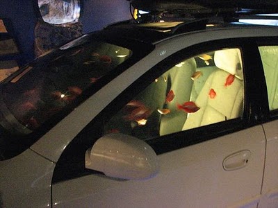 car-fish-tank.jpg