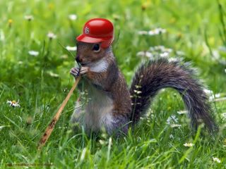cards_rally_squirrel.jpg