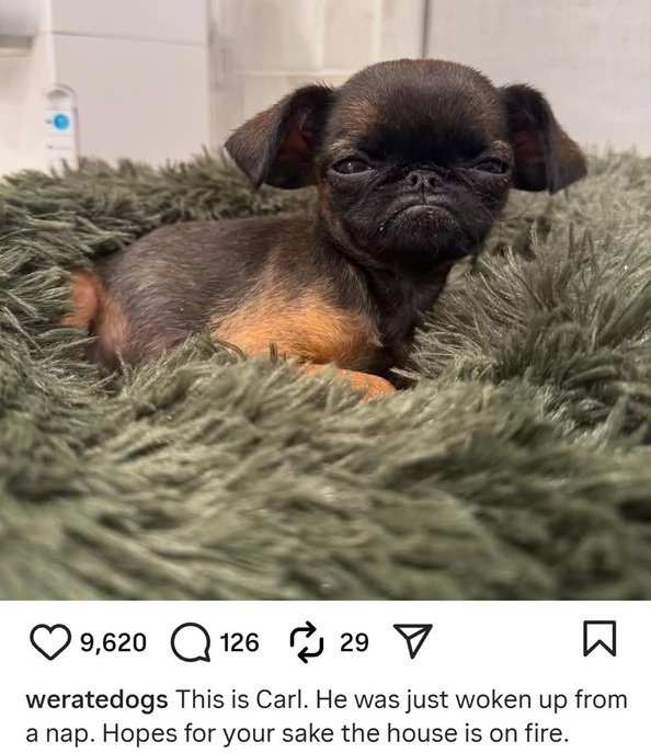 Carl dog.jpg