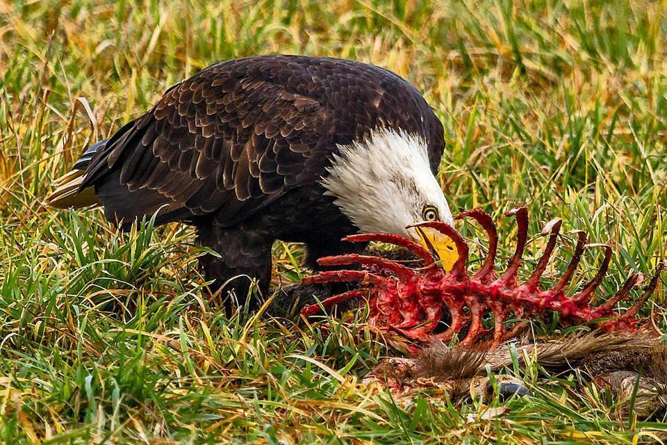 Carrion.jpg