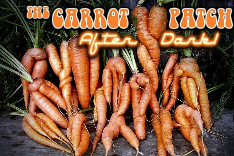 carrot patch-after dark.jpg