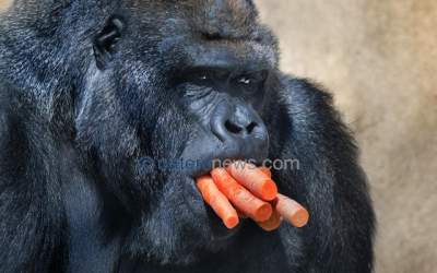 Carrots Gorilla.jpg