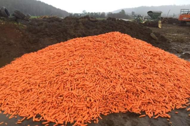Carrots!.jpg