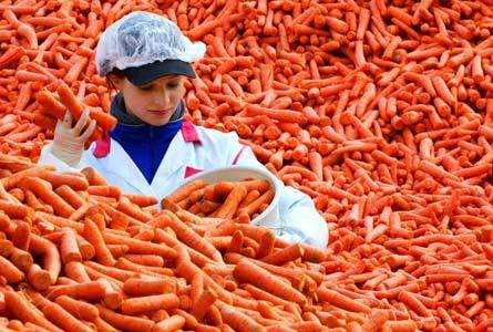 Carrots9.jpg
