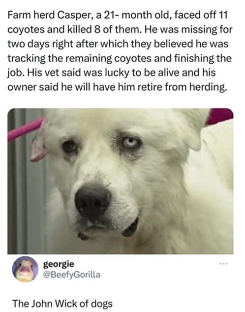 casper dog.jpg