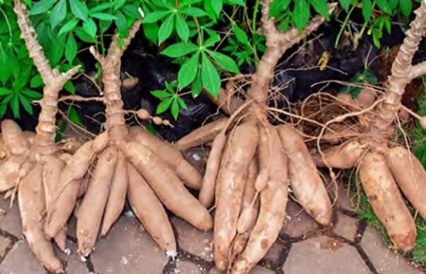 cassava.jpg