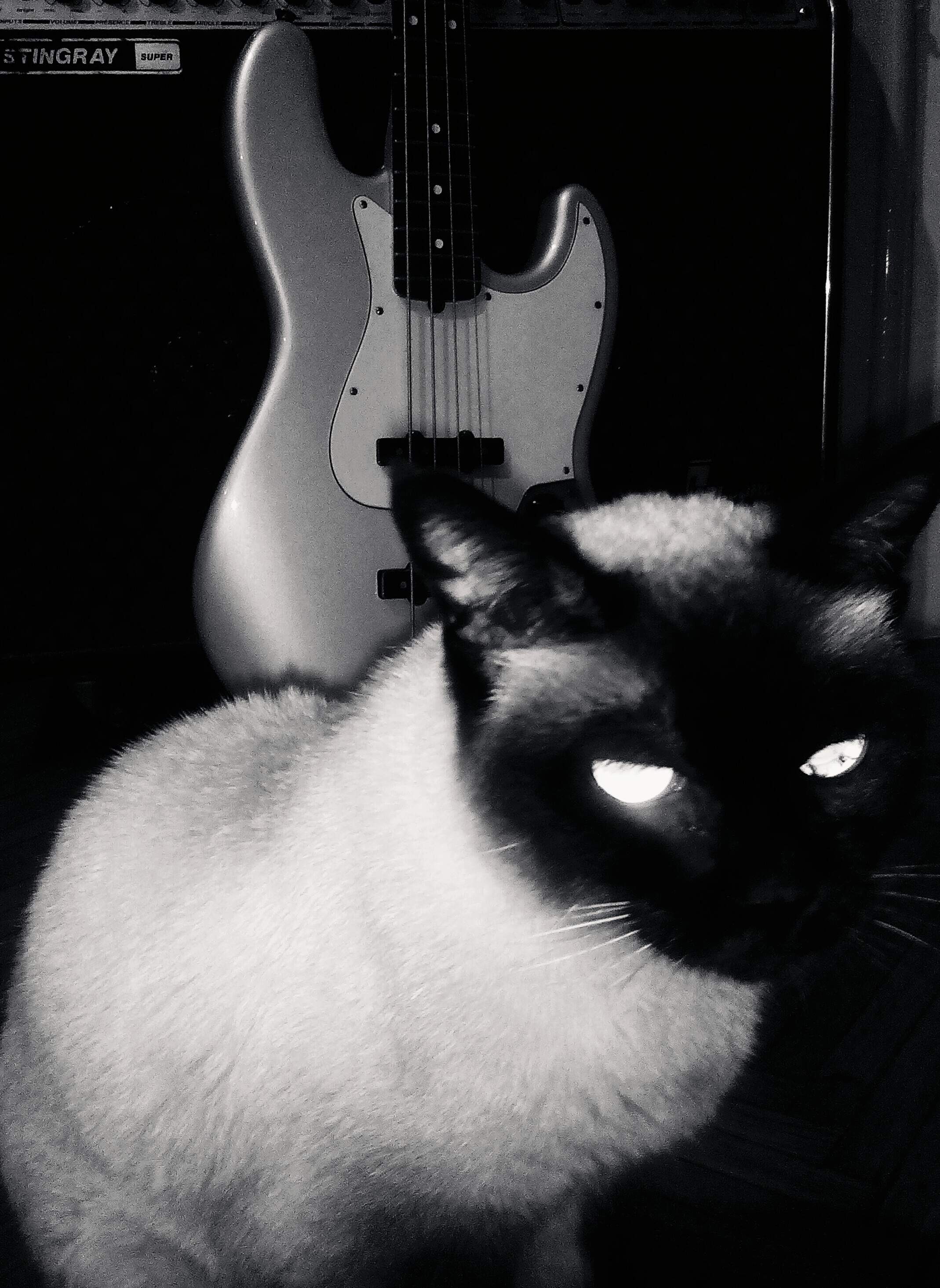 cat(0).JPG
