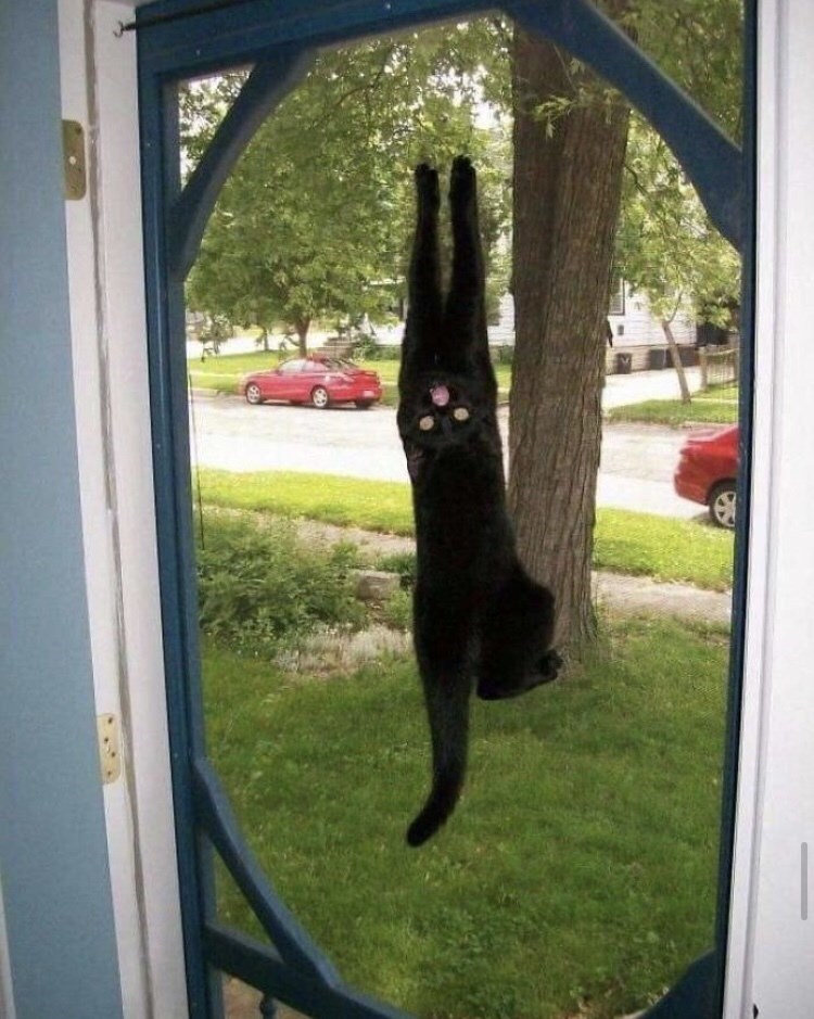 cat-1.jpeg