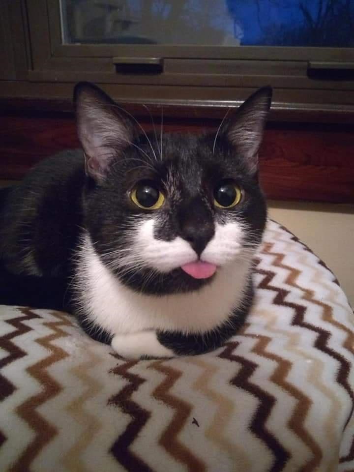 cat (1).jpeg
