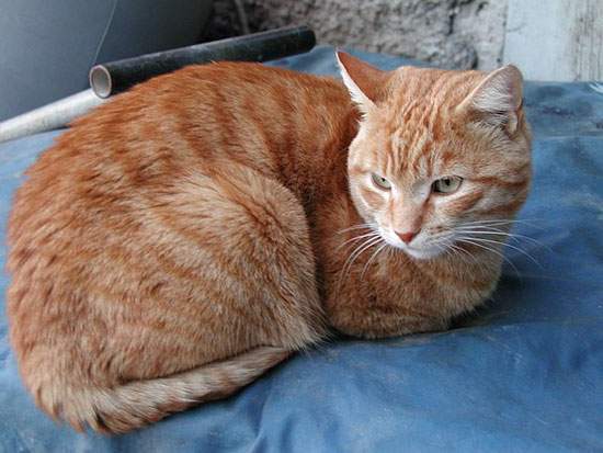 cat-1.jpg