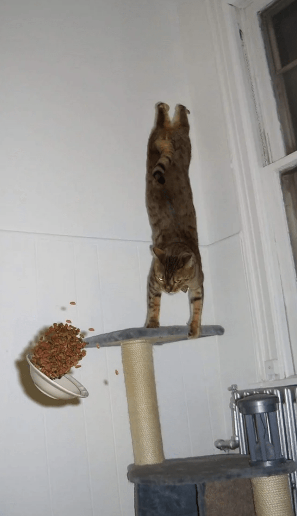 cat (1).png
