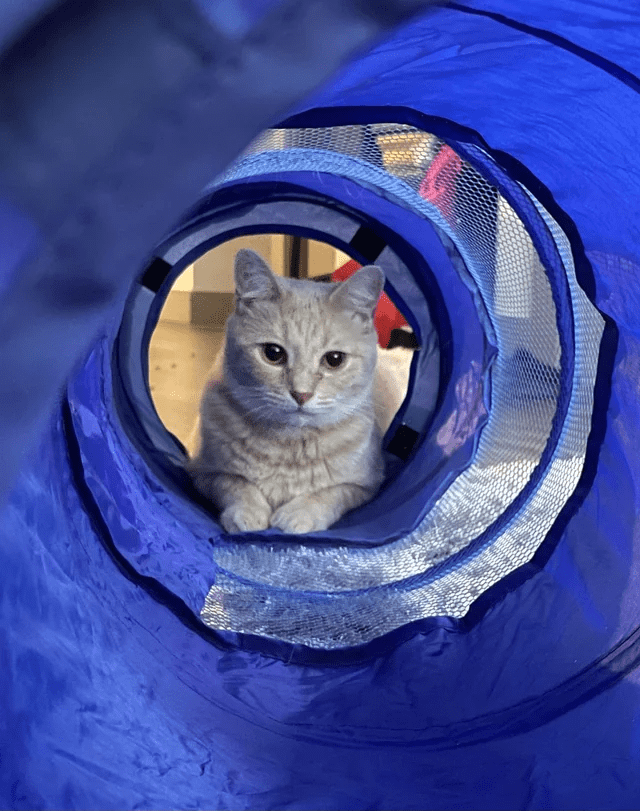 cat (1).png