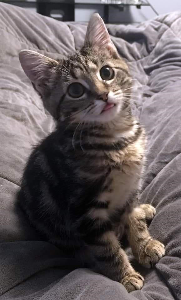 cat (2).jpeg
