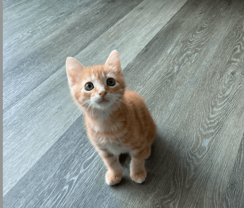cat (2).png