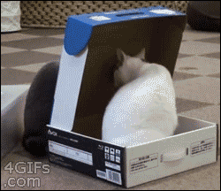 Cat%20Get%20in%20the%20Box.gif
