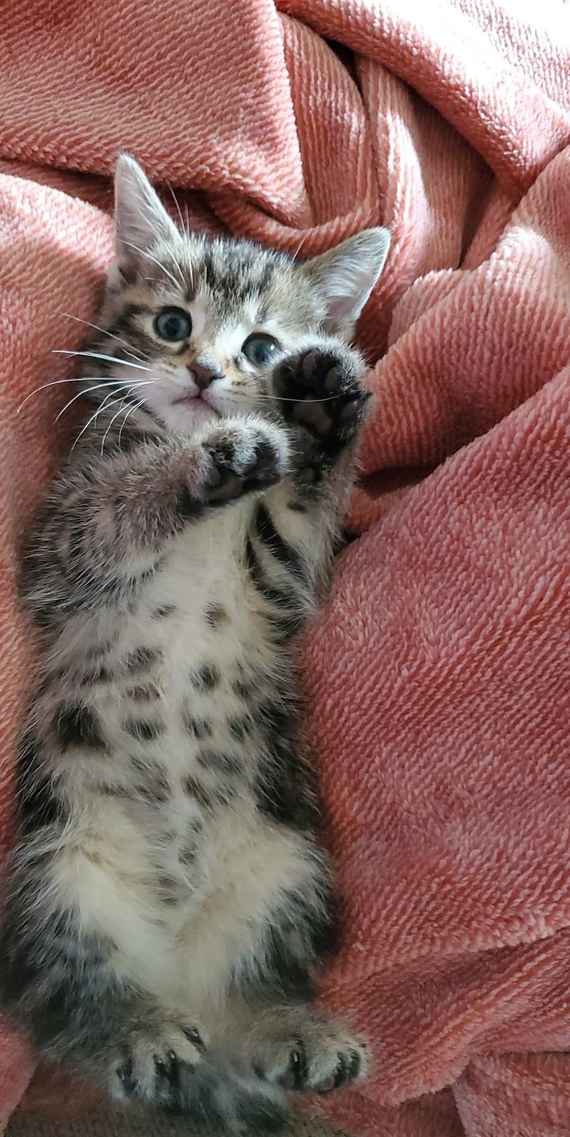 cat-22.jpeg