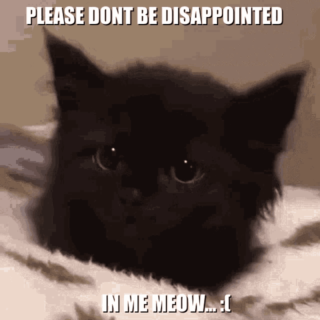cat-2654389924.gif