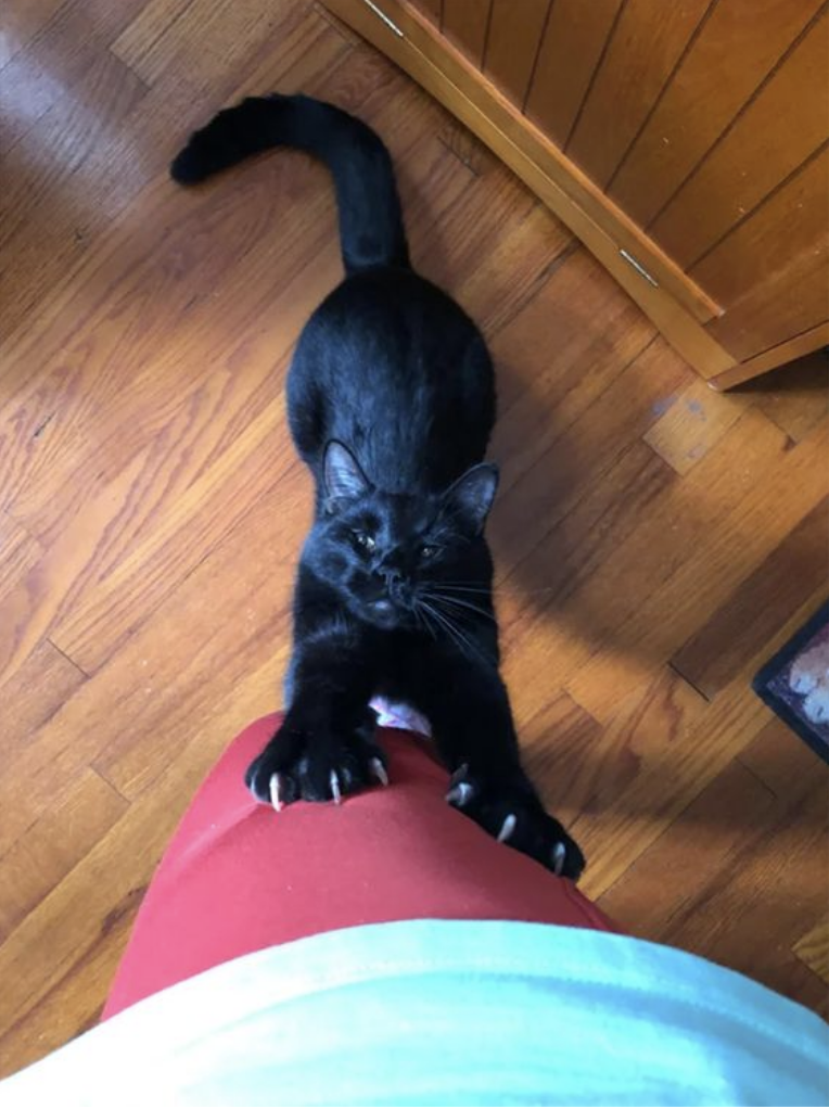 cat (3).png