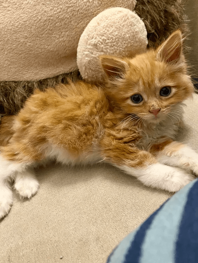 cat (4).png