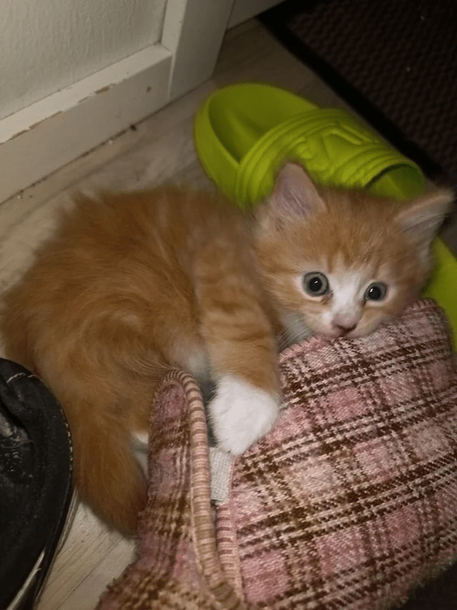 cat (5).png