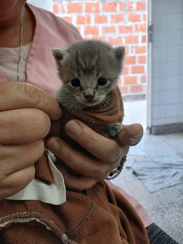 cat (6).png